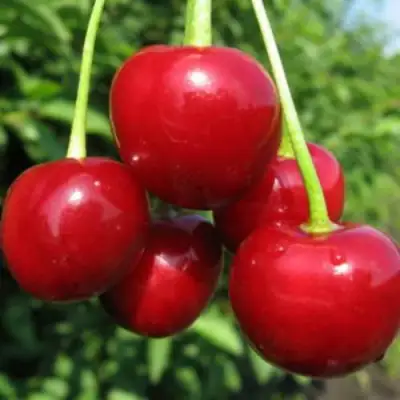 Дюк ПРЕВОСХОДНАЯ ВЕНЬЯМИНОВА в Солигорске