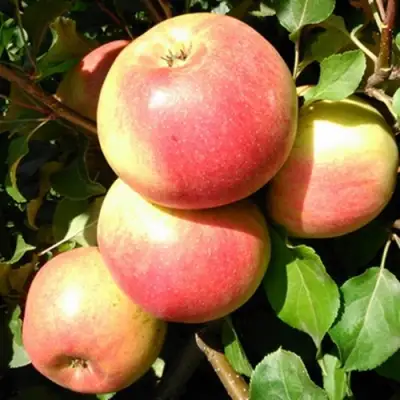 Яблоня ЭМБАССИ в Солигорске