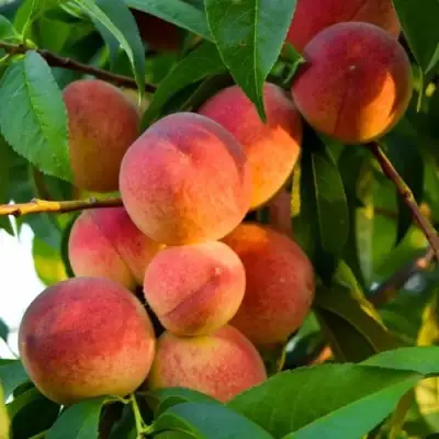 Персик ЗОЛОТОЙ ЮБИЛЕЙ в Солигорске