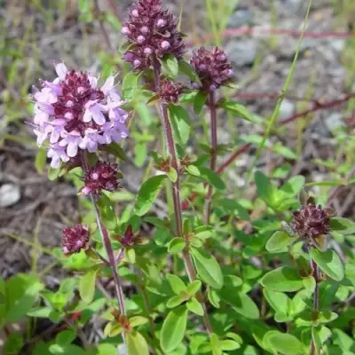 Тимьян яйцевидный в Солигорске