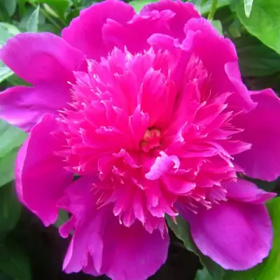 Пион РОЗОВЫЙ БУДДА травянистый в Солигорске