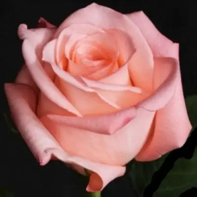 Роза АНГАЖЕМЕНТ чайно-гибридная в Солигорске