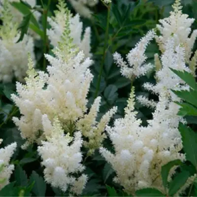 Астильба ХЭППИ ДЕЙ Арендса в Солигорске