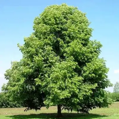 Липа мелколистная в Солигорске