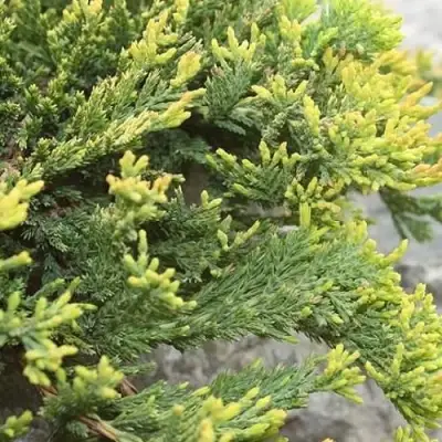 Можжевельник ГОЛДЕН КАРПЕТ горизонтальный  в Солигорске