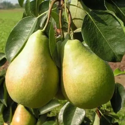 ГРУША ИЗУМРУД