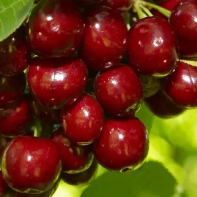 Черешня ВАЛЕРИЙ ЧКАЛОВ в Солигорске