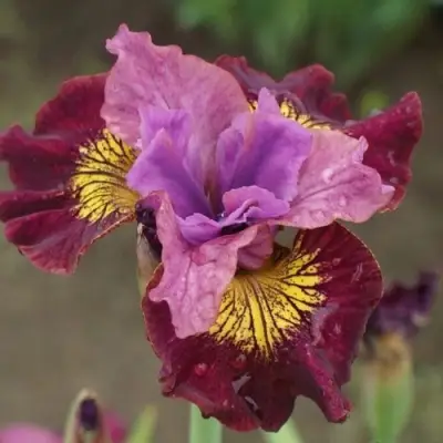 Ирис МИСС ЭППЛ сибирский в Солигорске