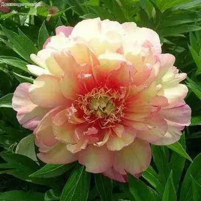 Пион ДЖУЛИЯ РОУЗ ито-гибрид в Солигорске