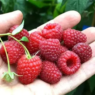 Малина ХИМБО-ТОП в Солигорске