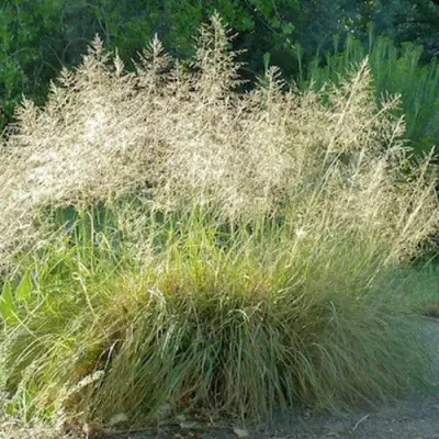 Каплесеменник воздушный в Солигорске