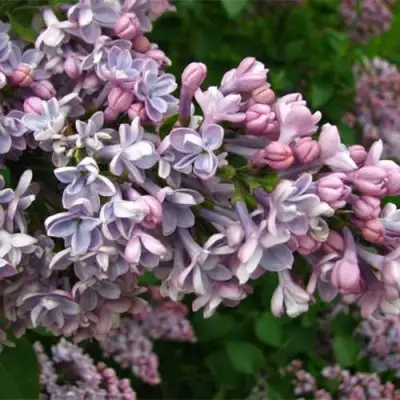 Сирень КОНДОРСЕ в Солигорске