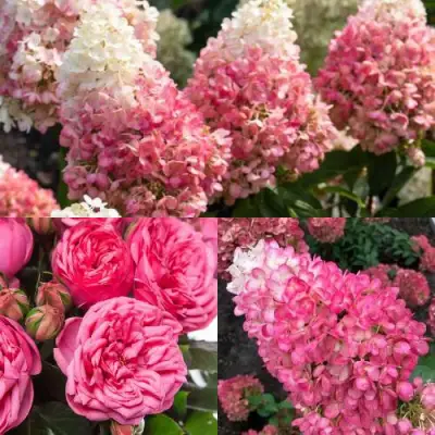 Комплект МАЛИНОВЫЙ ДЕСЕРТ в Солигорске