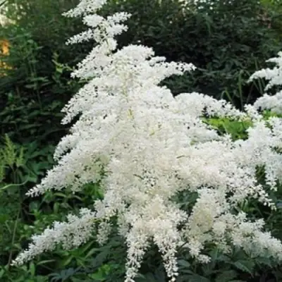 Астильба БРАУТШЛЕЙЕР Арендса в Солигорске