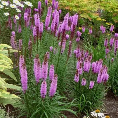 Лиатрис РОЗЕА колосковая в Солигорске
