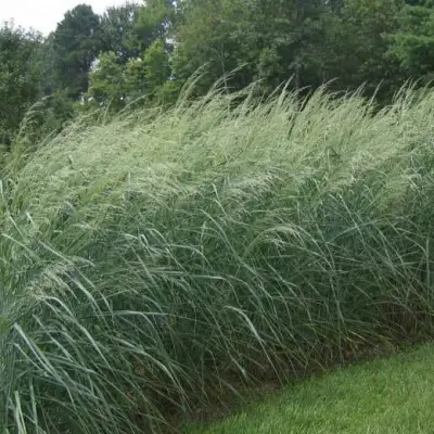 Просо ДЕВЕЙ БЛЮ в Солигорске