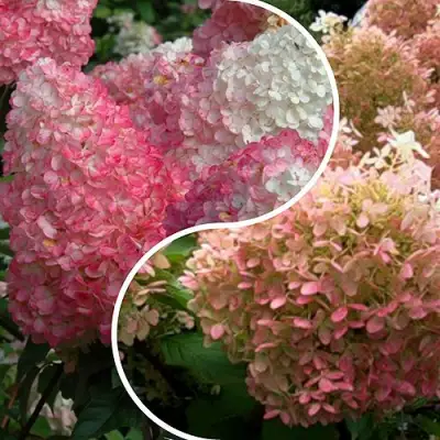 Комплект МАЛИНОВЫЙ ЗАКАТ в Солигорске