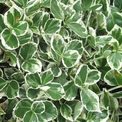 Бересклет ЭМЕРАЛЬД ГАИТИ форчуна  в Солигорске