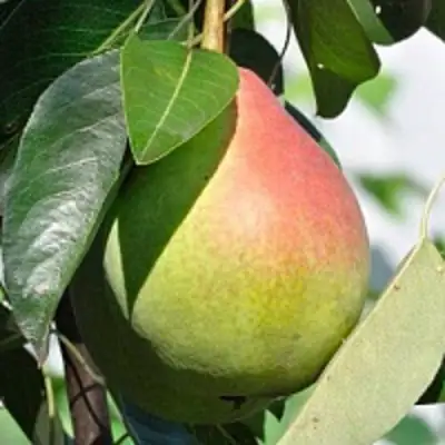 Груша ТАТЬЯНА в Солигорске