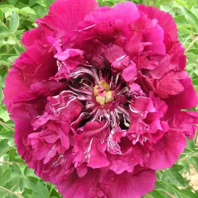 Пион ПУРПУРНЫЙ ОКЕАН древовидный в Солигорске