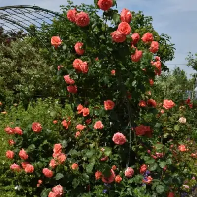 Роза ДИ ДИ БРИДЖУОТЕР плетистая в Солигорске