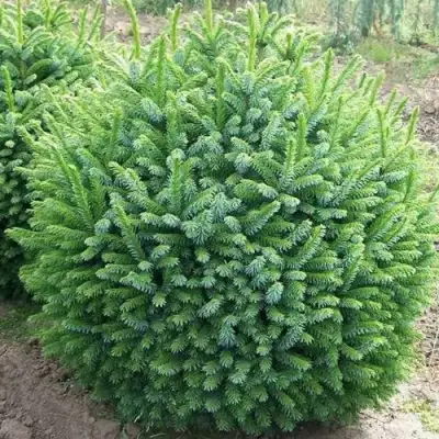 Ель НАНА сербская в Солигорске