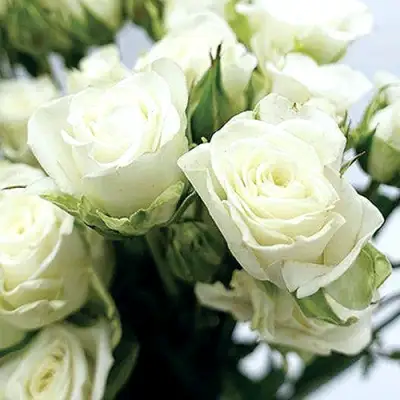 Роза СНОУФЛЕЙК спрей в Солигорске