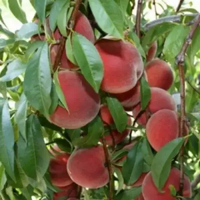 Персик ЮБИЛЕЙ СТОЛИЦЫ колонновидный в Солигорске