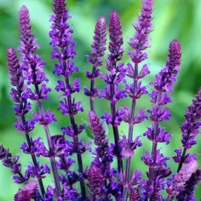 Шалфей КАРАДОНА в Солигорске