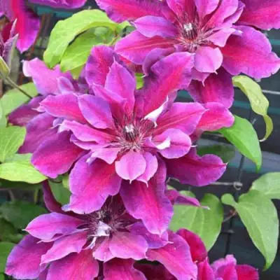 Клематис МАЙ БЬЮТИ в Солигорске