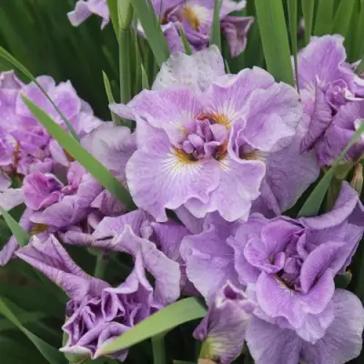 Ирис ХЭВИНГ ФАН сибирский в Солигорске