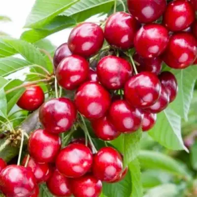 Вишня МАЛЮТКА колонновидная в Солигорске