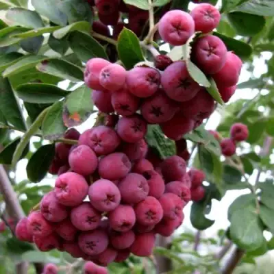 Рябина ТИТАН сладкоплодная  в Солигорске