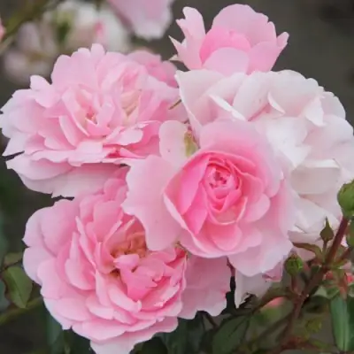 Роза БОНИКА флорибунда в Солигорске