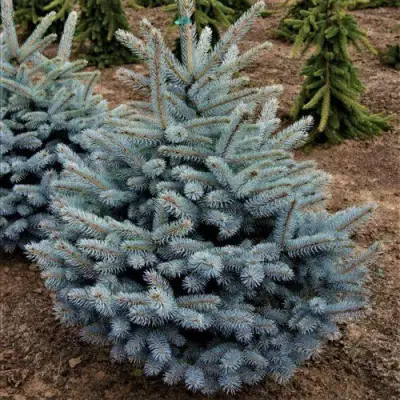 Ель МИСТИ БЛЮ голубая в Солигорске