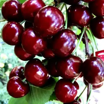 Черешня ОЛЕНЬКА в Солигорске