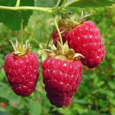 Малина ГОРДОСТЬ РОССИИ в Солигорске