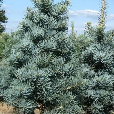 Пихта КОНКОЛОР в Солигорске