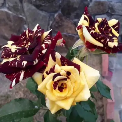 Роза АБРАКАДАБРА чайно-гибридная в Солигорске