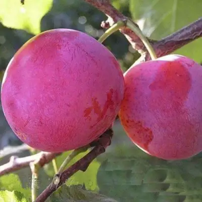 Слива ДЕЛИКАТНАЯ в Солигорске