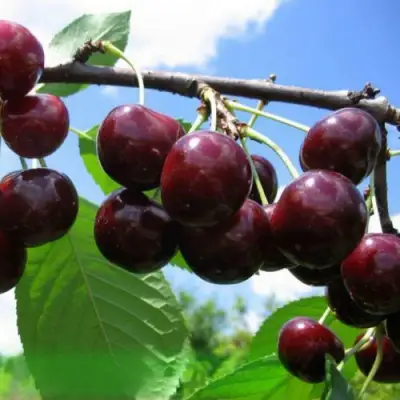 Дюк ЧУДО-ВИШНЯ в Солигорске