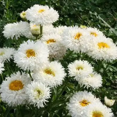 Нивяник КРЕЙЗИ ДЕЙЗИ наибольший в Солигорске