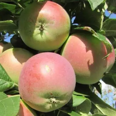 Яблоня МОСКОВСКОЕ ЗИМНЕЕ в Солигорске