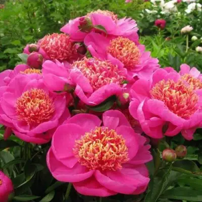 Пион ДОРИН травянистый в Солигорске