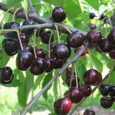 Черешня ЛЮБИМИЦА АСТАХОВА в Солигорске