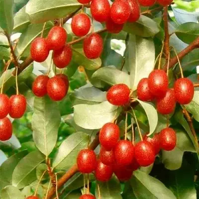 ГУМИ (ЛОХ МНОГОЦВЕТКОВЫЙ) в Солигорске