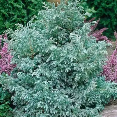 Кипарисовик БУЛЕВАРД горохоплодный в Солигорске