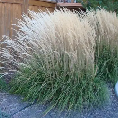 Вейник КАРЛ ФОРСТЕР остроцветковый в Солигорске