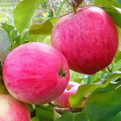 Яблоня РОЗОВЫЙ НАЛИВ в Солигорске
