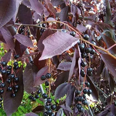 Черемуха виргинская ШУБЕРТ в Солигорске